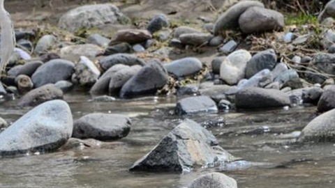 Tunceli'de doğada 2 tanesi ortaya çıktı. İçinden 1 tanesi çok farklıydı! Türkiye'de görülmeyen hayvan Tunceli'de ortaya çıktı
