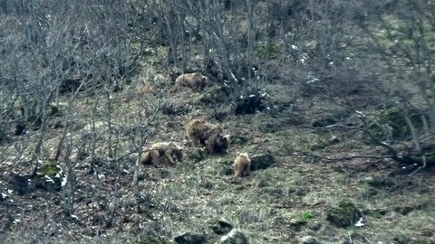 Tunceli'de 1,2,3 tanesi uykudan uyanır uyanmaz tek 1 hareket yaptı. O hayvan yakında 3 tanesi değil 300 tane olacak - Resim: 1