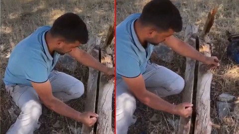 Çankırı'da kurumuş ağaç gövdesinin içini açınca bir anda karşısında gördü. 100'lercesi teker teker uğrayıp yapmış