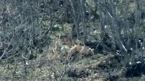 Tunceli'de 1,2,3 tanesi uykudan uyanır uyanmaz tek 1 hareket yaptı. O hayvan yakında 3 tanesi değil 300 tane olacak