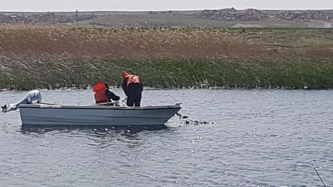 Sakarya, Bolu, Ankara, Eskişehir, Bursa, Kütahya'da 5 bin 376 tanesi yakalandı! 10 hayvandan 4'ü böyle çıktı! Türkiye'deki korkunç istila Eskişehir'de başladı - Resim: 1