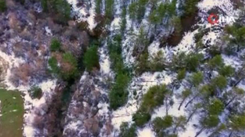 Erzincan'da tek 1 tanesi karlı arazinin ortasından ortaya çıktı. Yakında 200'lercesi Türkiye'nin her yerinden fırlayacak. Yaptığı hareket şaşırttı
