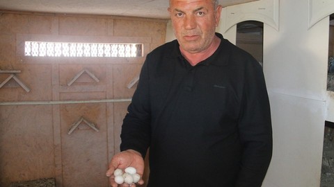 Sivas'tan Türkiye'ye yüzde 90 ile korkunç haber verildi. Hayvanın yumurtasına bakmaya gitti, sadece 1, 2'sinde değil hepsinde aynı manzarayı gördü