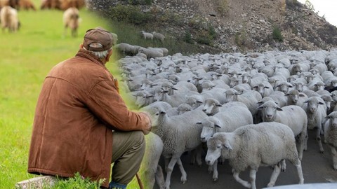 Yozgat'ta jandarma ekipleri 100'lerce koyunun otladığı bölgede 1 tane onu fark etti! Hemen araçtan inerek yanına gittiler