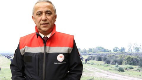 Samsun'da doğada 10.000 tanesi serbestçe geziyordu! Resmi ekipler o detayı fark etti. Acilen Kandıra'dan 36 tanesi getirilip 10.000 tanenin arasına bırakıldı