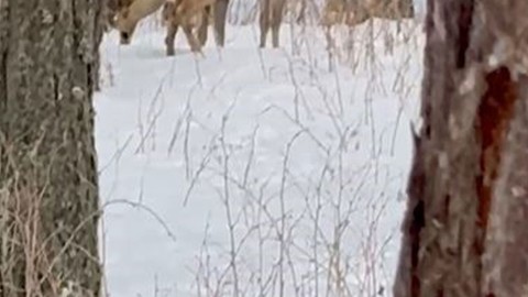 Ardahan'da 3 tanesi beyaz kar manzarasının üstünde ortaya çıktı. Karla birlikte müthiş manzara oluşturdular
