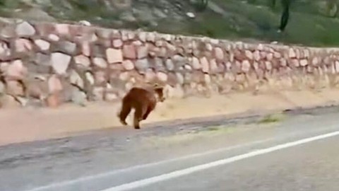 Malatya'da 1 tanesi köyde ilk kez görüldü! Doğada kış uykusundan uyanıp yaptığı hareket şaşırttı