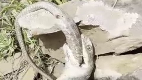 Hakkari'de ürküten görüntü! Yılan, bir başka yılanı yerken kameraya yansıdı
