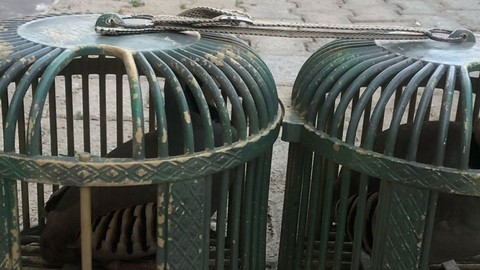 Şırnak'ta jandarmaların durdurduğu araçta 4 tanesi canlı yakalandı. Şahıslar hakkında idari işlem yapıldı