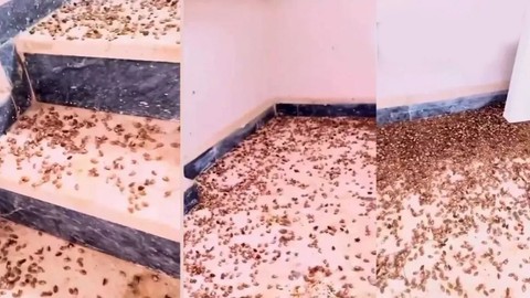 Trabzon'da bir anda 400.000 tane çoğalan hayvana karşı büyük hazırlık başladı... 400.000 tanesi bir anda her yere dağılabiliyordu