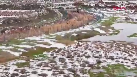 Erzincan'da 1 tanesi bile doğada çok değerli olan hayvan, yavrularıyla birlikte görüntülendi. Yanlarına kimse yaklaştırılmıyor