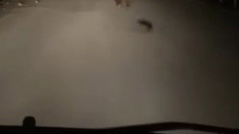 Karabük'te gece vakti 1 tanesi aracın önünde aniden belirdi. Sürücü hemen kayda aldı