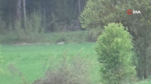 Bolu'da doğada 2 tanesi aynı anda ortaya çıktı. 2'sinin aynı yaptığı hareket herkes için endişelendirici