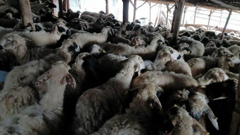 Tunceli'de 100'lerce hayvanın olduğu ahırda pıt diye bir panik yaşandı! Ahırın içerisine girince korkunç manzarayı gördü