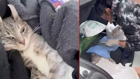 Veteriner depreme ameliyat yaparken yakalandı!