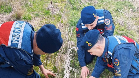 Yozgat'ta jandarma ekipleri doğada gezdikleri sırada 1 tanesini çalılıkların arasında can çekişirken gördü. Acilen yardım eli uzattılar