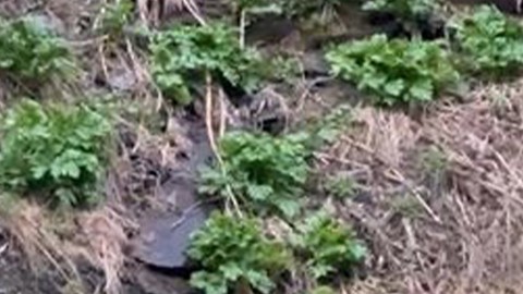 Ardahan'da Kura Nehri'ne 1,2,3 tanesi peş peşe indi. Onları gören vatandaşlar hemen bölgeden uzaklaşmak zorunda kaldı
