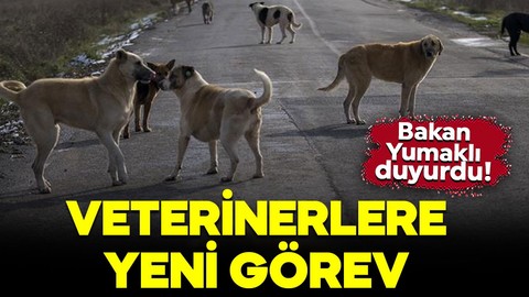 Bakan Yumaklı duyurdu! Sahipsiz sokak köpekleri denetimlerinde veterinerlere görev