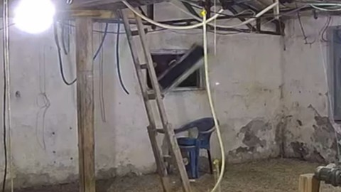 Bolu'da 10.000'lerce hayvanın olduğu yere girmeye çalışırken yakalandı. Tek 1 başına 10.000'lercesine kafa tutacaktı