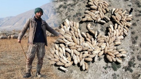 Erzincan'da 3000'lerce koyun besleyen besici "Türkiye için korkunç gerçek" diyerek açıkladı! Bölgede o durumu fark edince en yetkili kişiye koştu