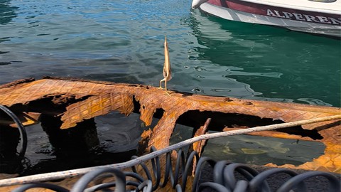 Trabzon'da 1 tane ilk kez böyle bir hayvan gördü... Doğada ona daha önce hiç rastlamamıştı 1 saniye bile beklemeden Türkiye görsün diye çekti