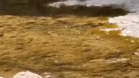 Siirt'te doğa yürüyüşüne çıkan vatandaşlar dağlık alanda bir anda karşılarında 1 tanesini gördü. Türkiye'de her ay 100'lercesi yok oluyordu hayvanın