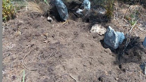Antalya'da 50'lercesi bir anda akın etmeye başladı. Mahalleli mezarlığa gidince korkunç manzarayı gördü. Acil tel örgü çağrısı