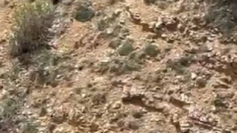 Doğada 1 tane hayvanı tek başına fark ettiler... 1 saat sonra 1 tane hayvana bakmaya geldiklerinde korkunç detayı gördüler