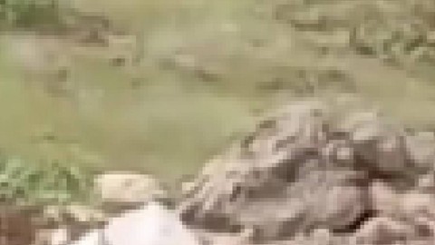 Elazığ'da doğada sürü halinde ortaya çıktılar. Şakası yok dokunan 660.000'i hazır etsin