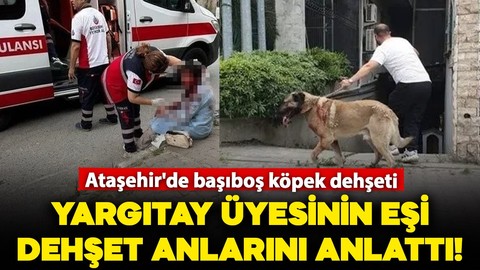 Ataşehir'de başıboş köpek dehşeti: Yargıtay üyesinin eşi dehşet anlarını anlattı!