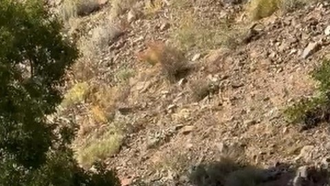 Erzincan'da doğada 3 tane yavru, anneleriyle birlikte ortaya çıktı. Önlerine iyi ki 1 tane bile insan çıkmadı. Herkes daha dikkat etsin