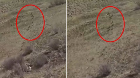 Türkiye-İran sınırında sürü halinde ortaya çıktı. 1'den 10'a çıkmaları sadece günler alıyor. Yakında her yerde olabilirler