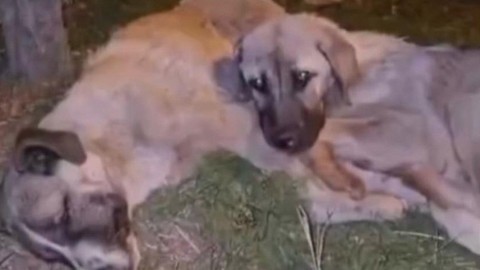 Osmaniye'de 2 tane hayvanı yan yana görmesinin ardından yanlarına gitti. 1 tane hayvanla ilgili detayı fark edince gözyaşlarını tutamadı