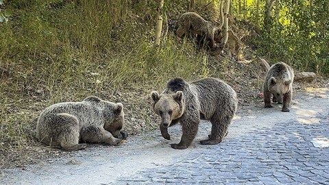Bitlis Valiliği vatandaşları uyardı! Nemrut Krater Gölü'ne gidecekler dikkat: Karşınıza çıkabilir
