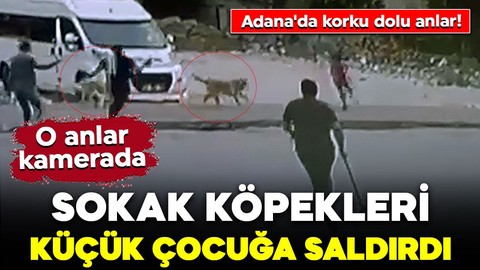 Adana'da korku dolu anlar! Sokak köpekleri küçük çocuğa saldırdı: O anlar kamerada