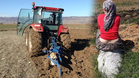Artvin’de tarlaya giden köylüler tam traktör ile 30 dönümlük alanı biçecekken bir anda tarlanın 1 köşesinde 1 tanesini gördü