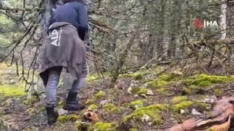 Konya’da yağmurların ardından doğada toprakta 100'er 100'er çıkmaya başladı. Herkes onları almak için ormana koştu