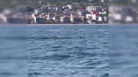 Marmara'da açıkta sürü halinde 1,2,3,4 tanesini peş peşe görünce hemen kayda aldılar