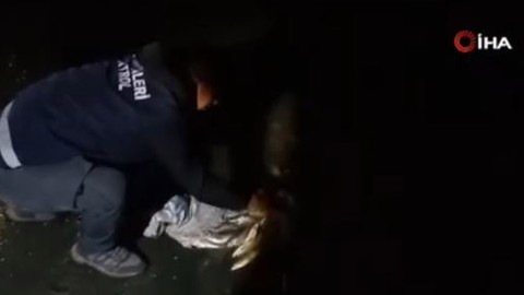 Van'dan başka doğada hiçbir yerde yaşamıyordu... 1000'lercesi akına geçen hayvandan 5 ton 650 kilo ele geçirildi! 327 bin 529 detayı dikkat