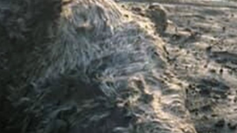 Muğla’da doğada ondan 1 tane bile gördüğümüzde seviniyordu. Kıyıda yatarken görülünce yanına gittiler, korkunç gerçek yaklaşınca ortaya çıktı