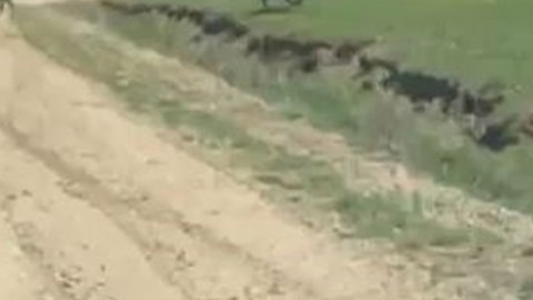 Bolu'da doğada 100'lercesi birden ortaya çıktı... Hepsi Türkiye'ye müthiş bir haber getirdi. Hoş geldiniz