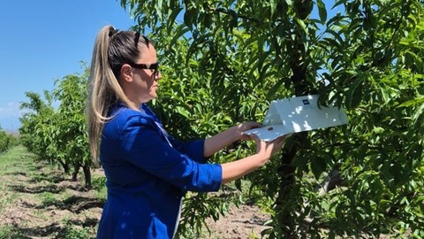 Elazığ'da bahçelerde 1000'lercesine karşı teker teker aynı işlem yapıldı. 1 tanesi bile gözden kaçırılmayacak