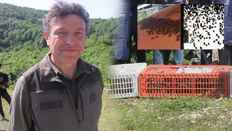 Ordu'da 800 tanesi, günde 300.000 tane ile birlikte çoğalabilen hayvana karşı doğaya salındı... 800'e karşı 300.000