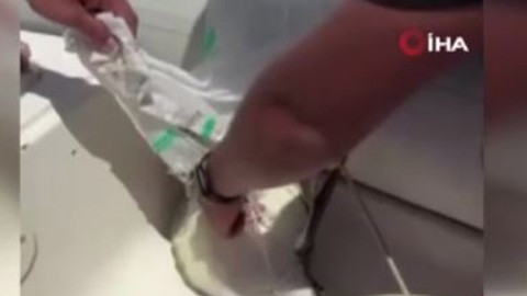 Antalya'da 1 tanesi ağlara dolanmış acı içerisinde can vermeyi bekliyordu. O sırada müthiş bir olay gerçekleşti