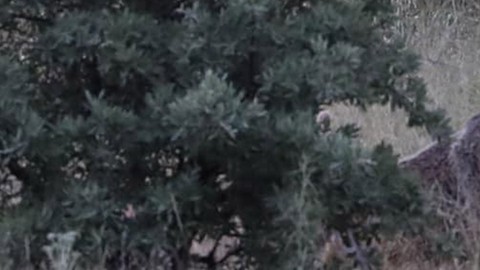 Bayburt'ta 1 tanesi köyde uzakta belirdi... Köylü onu karşıdan görür görür görmez saniyesinde köy kahvehanesini boşaltmak zorunda kaldı
