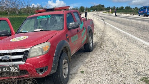 Bilecik'te yol kenarında telef olmuş halde bulundu! Araç çarpınca metrelerce savruldu