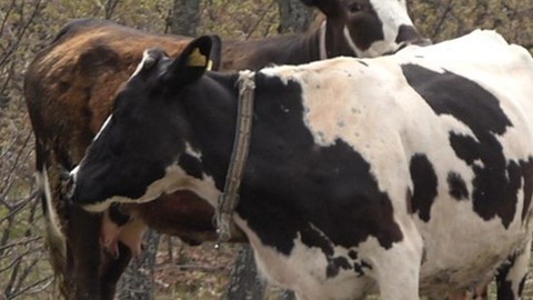 Yozgat’ta 1 tane inek yavrusunu kaybetmişti... Daha sonra 1 tane ineği kontrol etmeye giden sahibi hayvanın yaptığı hareketle resmen dondu kaldı