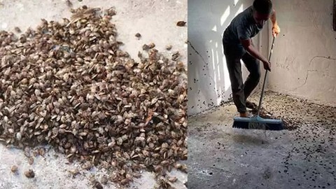 Düzce'de 1 hafta içerisinde 300.000 tane ile çoğalan büyük istilacı hayvana karşı hazırlık çalışması başladı. Yakında 300.000 tanesi bir anda ortaya çıkacak