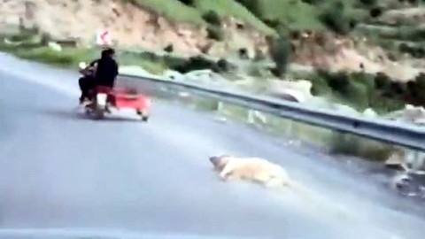 Köpeği motosikletle sürüklemişti! Vicdansız sürücü gözaltına alındı