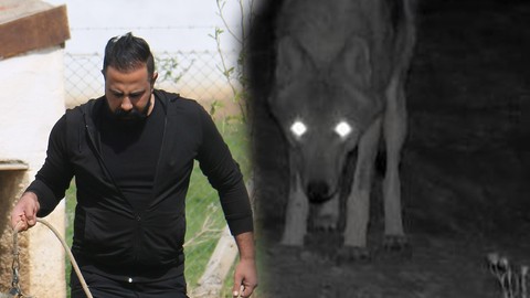 Nevşehir, Kayseri, Sivas, Niğde, Karaman, Yozgat ve Çankırı'da doğanın yırtıcısı 10'ar 10'ar görülmeye başlandı. O hayvana talep arttı